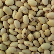 Bean Seeds